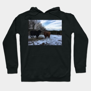 Scottish Highland Cattle Bull and Cow 2322 Hoodie